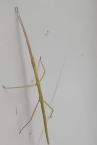 Clonopsis gallica