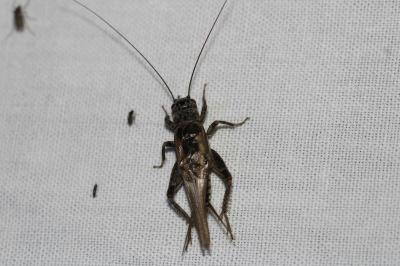 Eumodicogryllus bordigalensis