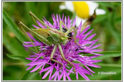 Tettigonia viridissima