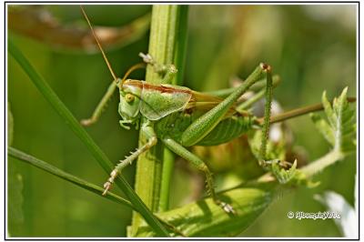 Tettigonia viridissima