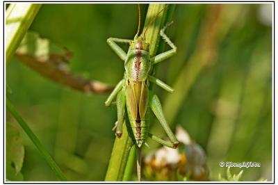 Tettigonia viridissima