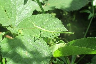 Clonopsis gallica