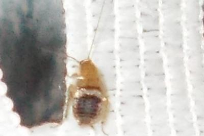 Planuncus vinzi