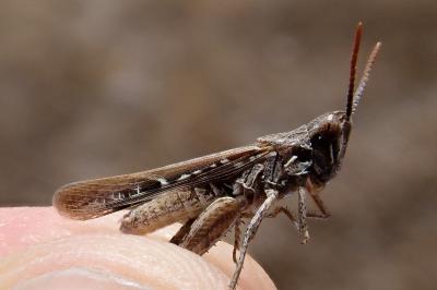 Calephorus compressicornis