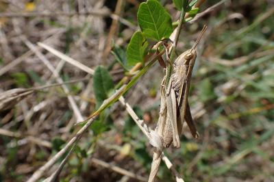 Euchorthippus elegantulus