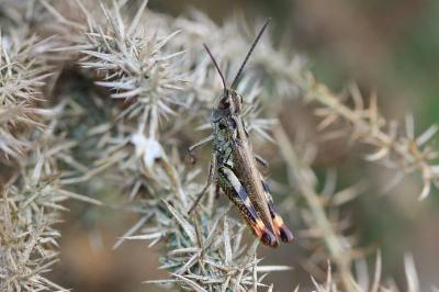 Gomphocerippus armoricanus