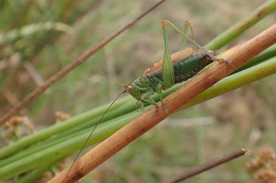 Conocephalus dorsalis