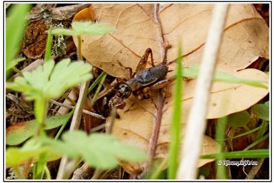 Gryllus campestris