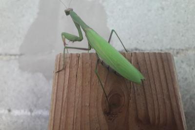 Mantis religiosa