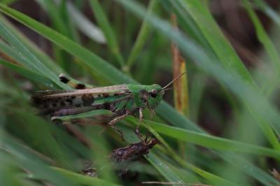 Aiolopus thalassinus