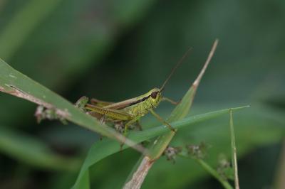 Mecostethus parapleurus