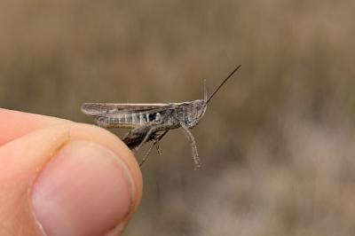Gomphocerippus mollis