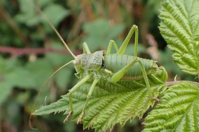 Uromenus rugosicollis