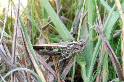 Aiolopus thalassinus thalassinus