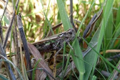 Aiolopus thalassinus thalassinus