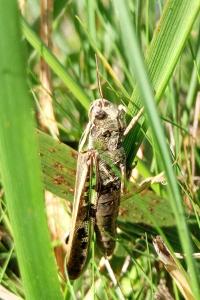 Aiolopus thalassinus thalassinus