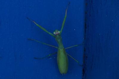 Mantodea
