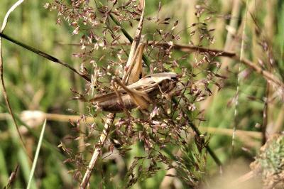 Tessellana tessellata