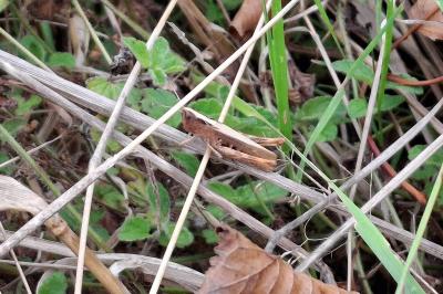 Gomphocerippus rufus