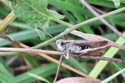 Gomphocerippus rufus