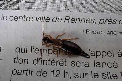 Forficula auricularia