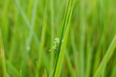 Tettigonia viridissima