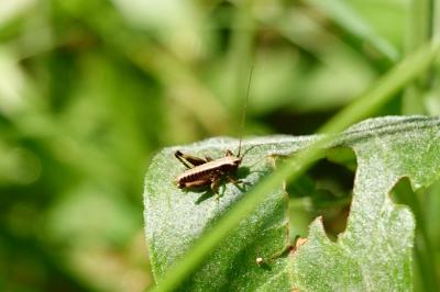 Pholidoptera griseoaptera