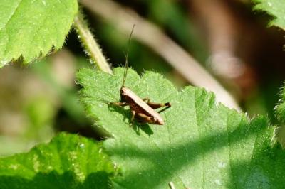 Pholidoptera griseoaptera