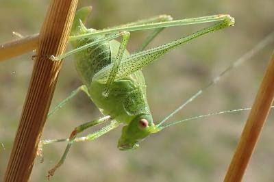 Phaneroptera falcata