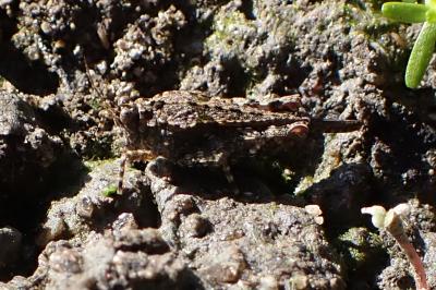 Paratettix meridionalis