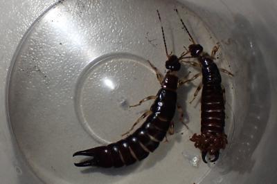 Euborellia annulipes