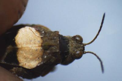 Paratettix meridionalis