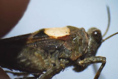 Paratettix meridionalis
