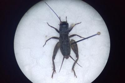 Eumodicogryllus bordigalensis