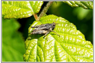 Tetrix undulata
