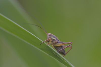 Pholidoptera griseoaptera