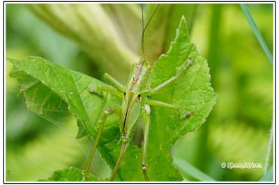 Tettigonia viridissima