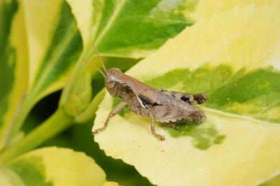 Pezotettix giornae