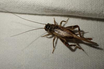 Eumodicogryllus bordigalensis