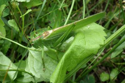 Tettigonia viridissima