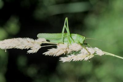 Tettigonia viridissima
