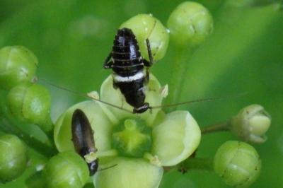 Planuncus vinzi