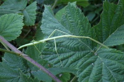 Phasmida
