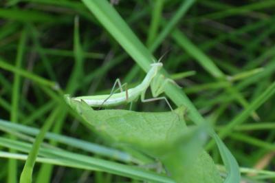 Mantis religiosa