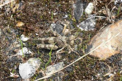 Oedipoda caerulescens