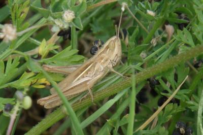Chorthippus albomarginatus