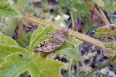 Oedipoda caerulescens