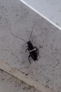 Planuncus vinzi