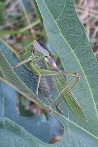 Tettigonia viridissima