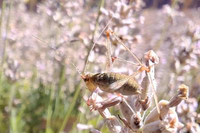 Leptophyes punctatissima